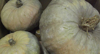 Pumpor 15 kg - Pris 44 €