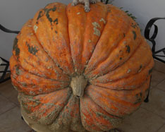 Köp Pumpor - Valencia pumpkins online