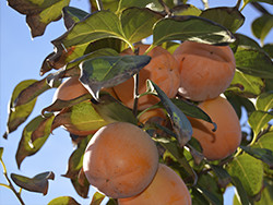 Köp Persimon Online - Valencia persimmons online