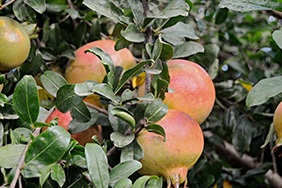 Köp granatäpplen online - Valencia pomegranates online