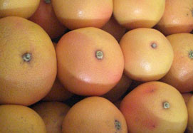 Köp Grapefrukt - Valencia grapefruits online