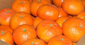 Mandariner Tardia 18 Kg - Pris 50 €