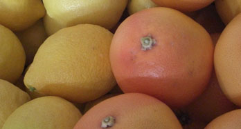 Blandad Citroner och Grapefrukter 18 kg - Pris 50 €