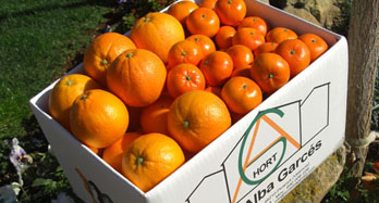 Blandad Washington Hernandina 18kg - Pris 50 €